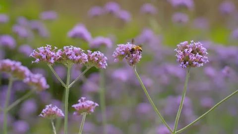 Bee walking collection syrup and pollen on verbena flowers Video stock 151573163