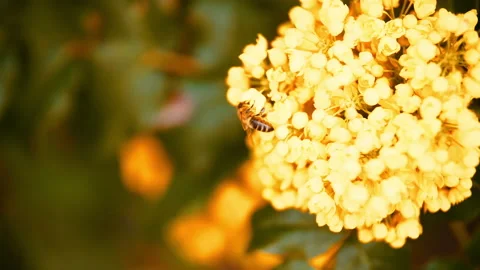 Bee walking on flower Video stock 146756261