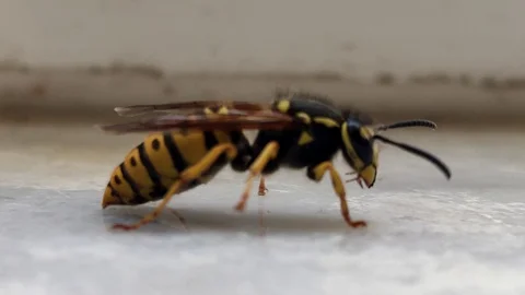 Bee walking Stock Footage 129382156