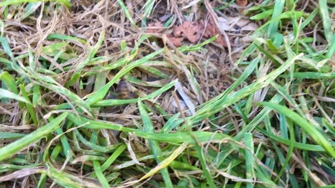 Bee walking on grass Stock Footage 92850638