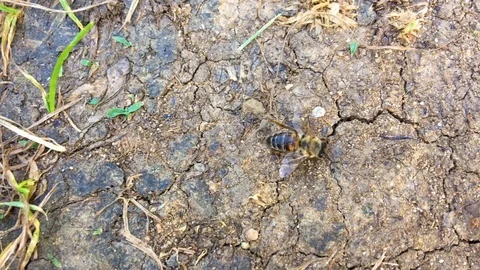 Bee walking on ground Stock Footage 92850641