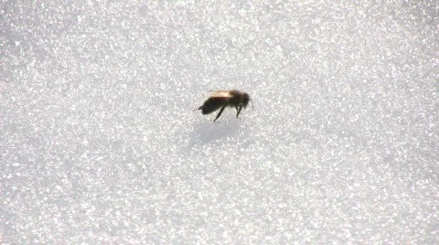 Bee walking on the snow Stock Footage 648691