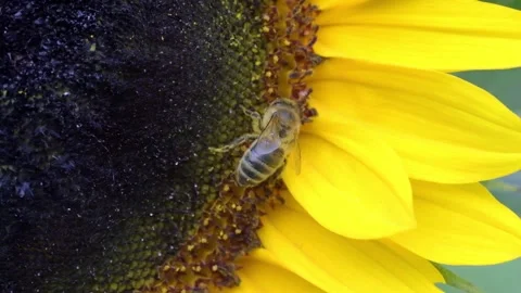 Bee walking on sunflower HD slow motion Stock Footage 220551843