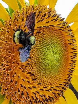 Bee walking on sunflower Stock Photos