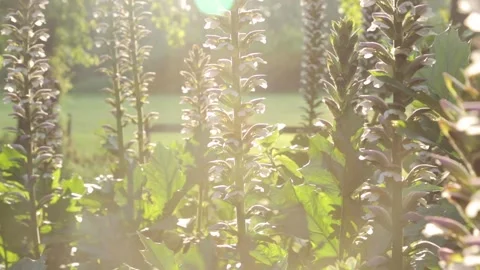 Bee walking through flowers, backlight, evening Stock Footage 138395401
