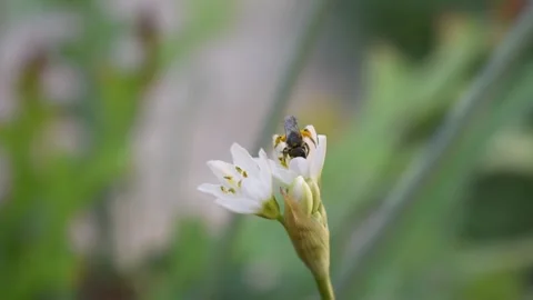 Bee walking on a white flower and take-off Stock Footage 146687880