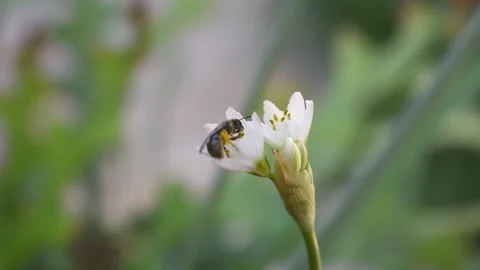 Bee walking on a white flower Stock Footage 146687877