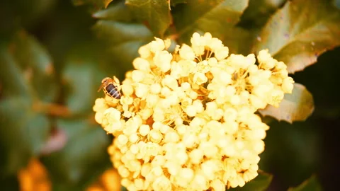 Bee walking on yellow flower Video stock 146739217