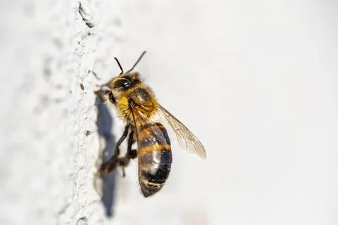 A bee is on a wall, looking down Stock-Fotos