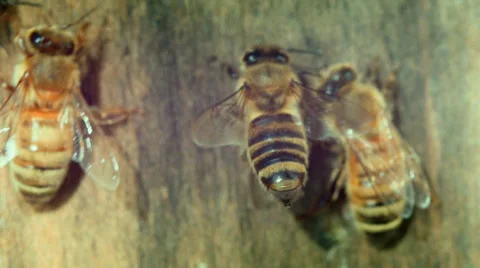 Bee warns of danger Stock Footage 38377901