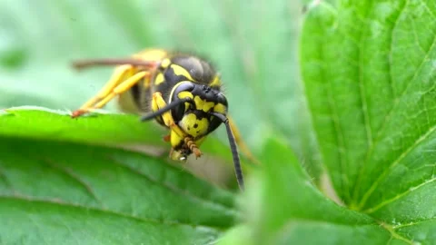 The bee washes itself. The wasp is sitting on green leaves. The dangerous yellow Stock Footage 131126730