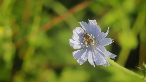Bee washing on chicory flower. Stock Footage 102741484