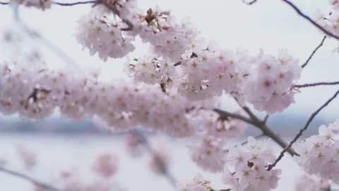 Bee in a Washington DC Cherry Blossom Tree Stock Footage 300213566
