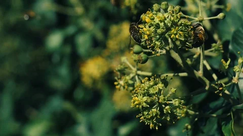 Bee, wasp, and flies on the background of ivy Slomotion  Stock Footage 94906842