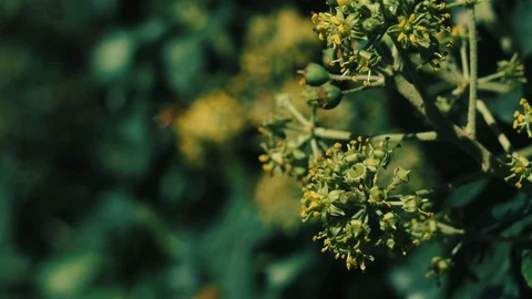 Bee, wasp, and flies on the background of ivy Stock Footage 95018170