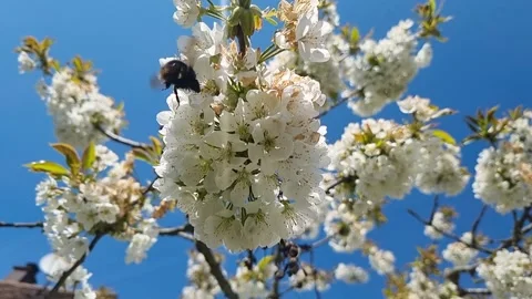 Bee Wasp Bumblebee Blossom Spring Slow Motion FHD -5 Stock Footage 186669063