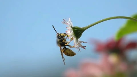 Bee wasp on daisy flower. Stock Footage 164110334