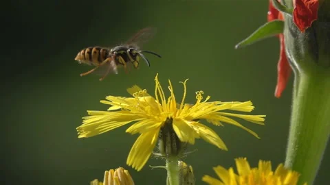 Bee. Wasp on dandelion flower. Stock Footage 164113013