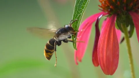 Bee Wasp drinking Stock-Footage 83287127