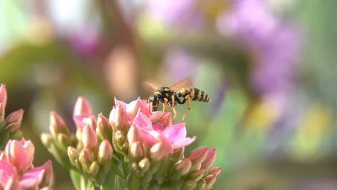Bee wasp explore flowers nature countryside Stock Footage 88595673