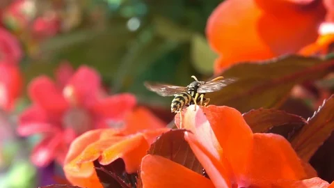 Wasp Wings Stock Footage ~ Royalty Free Stock Videos | Pond5