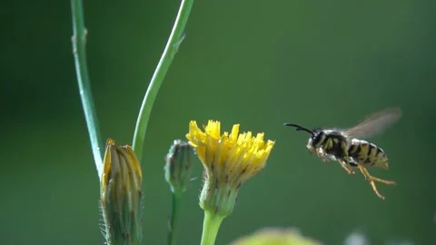 Bee wasp on flower. Stock-Footage 162131489