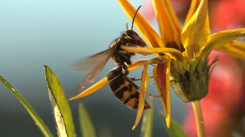 Bee Wasp hornet explore opens yellow flower and take-off details Stock Footage 111676885