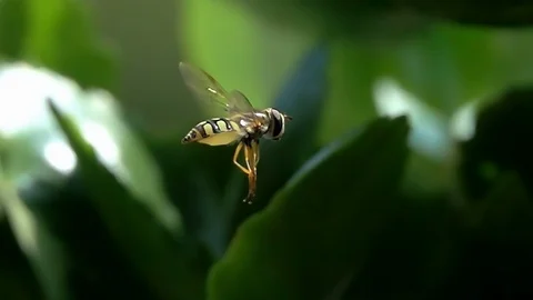 Bee Wasp Hovering Flight  Details Closeup Nature Slow Motion Stock Footage 91887917