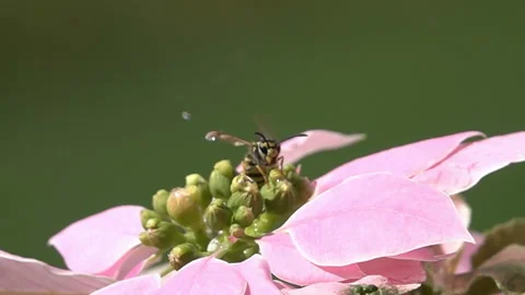 Bee Wasp insect with water Stock Footage 153283905