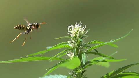 Bee wasp landing on hemp leaf Stock-Footage 150809897