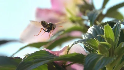 Bee Wasp Nature Stock Footage 114814501