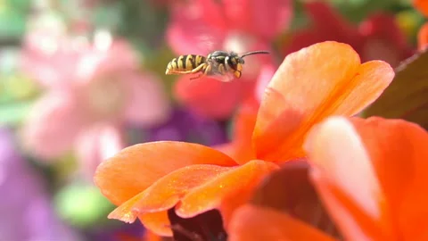 Bee Wasp on orange flower Stock-Footage 153283784