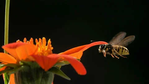 Bee wasp on orange flower. Stock Footage 162262162