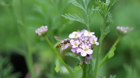 Bee wasp pollinating the flower Stock Footage 157151031