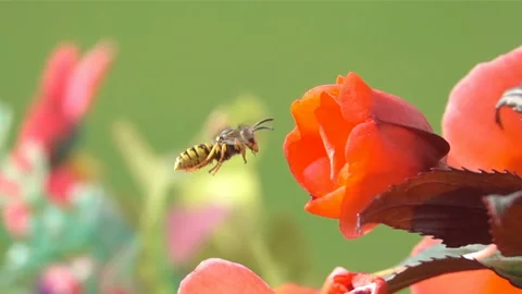 Bee Wasp on rose flower Stock Footage 153284207