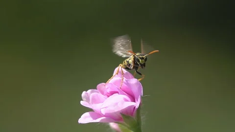Bee. Wasp on rose flower Stock-Footage 154946582