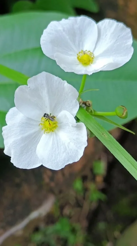 The bee on the water lily flower Stock Footage 218448322