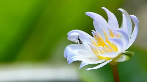 Bee on water lily Video stock 21094428