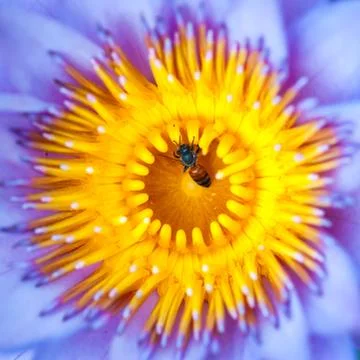 Bee on water lily Stock Photos