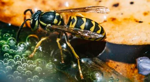 Bee in the water Stock Photos