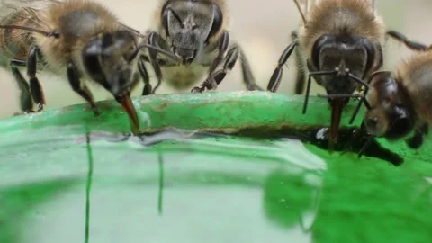 Bee watering hole Stock Footage 171370991