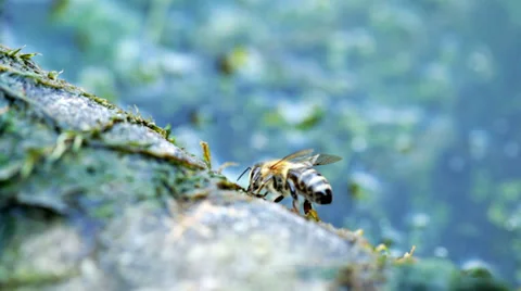 Bee on watering place Stock Footage 35859503