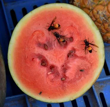 Bee in watermelon Stock Photos