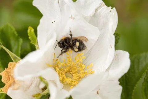 A bee waving back Stock Photos