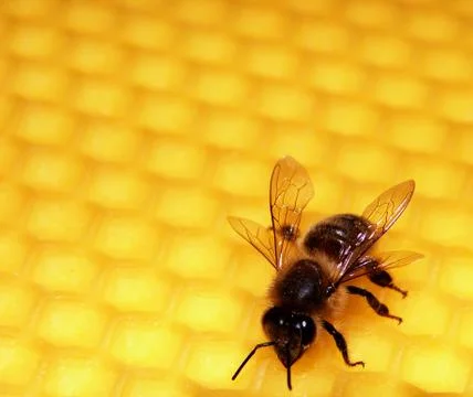 Bee on a wax 스톡 사진