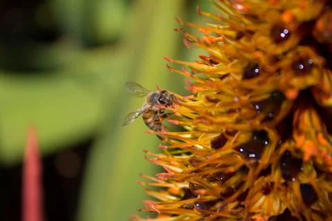 Bee with wet Pollen Stock Photos