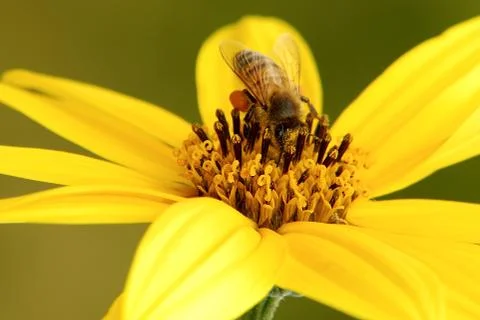 Bee while collecting the pollen Foto stock