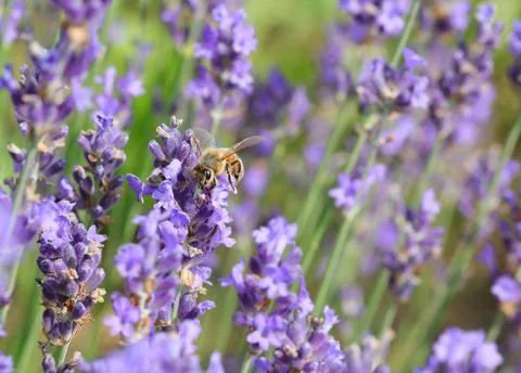 Bee while sucking nectar on the lavender flowers in springtime Stockfoto's
