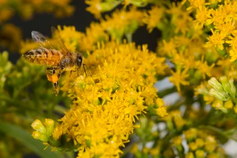 Bee while sucking pollen from yellow flower macro detail Stock Photos