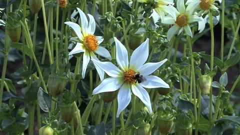 Bee on white aster Stock Footage 74062372
